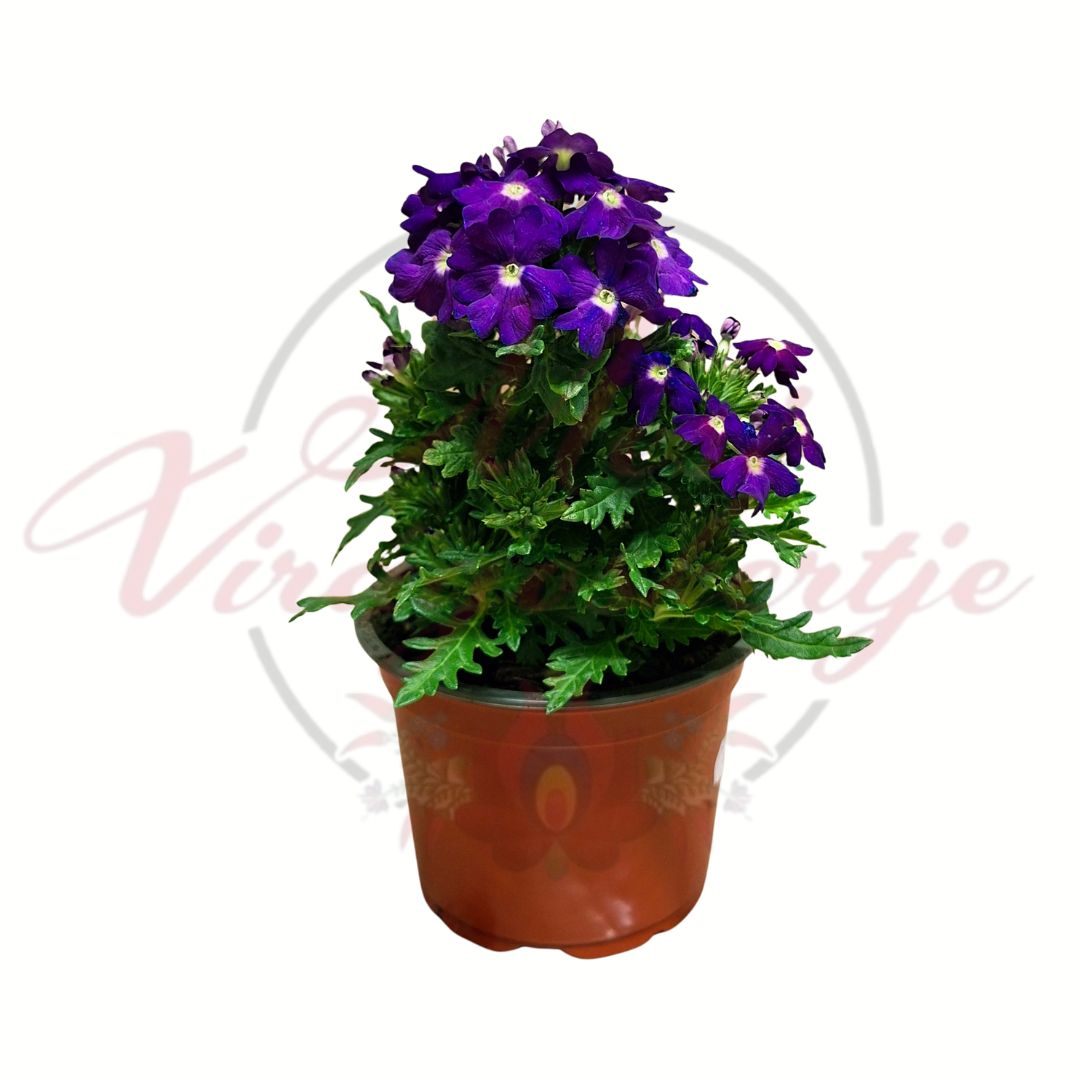 Kerti verbéna Verbena x hybrida sötétlila virágú cserepes egynyári növény