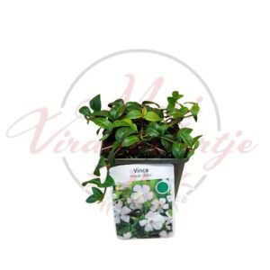 Fehér kis meténg Vinca minor Alba talajtakaró évelő növény cserépben