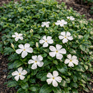 Fehér kis meténg Vinca minor Alba talajtakaró évelő növény fehér virágokkal
