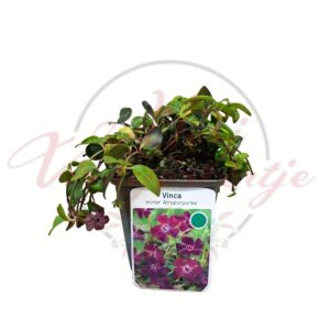 Bordó kis meténg Vinca minor Atropurpurea talajtakaró évelő növény cserépben