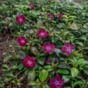 Bordó kis meténg Vinca minor Atropurpurea talajtakaró évelő növény kertben