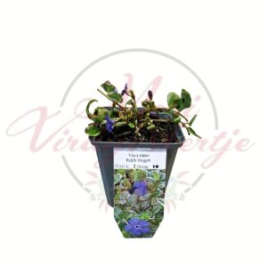 Tarka kis meténg Vinca minor Ralph Shugert talajtakaró évelő növény cserépben