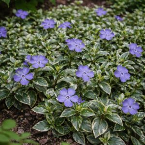 Tarka kis meténg Vinca minor Ralph Shugert talajtakaró növény kertben kék virágokkal