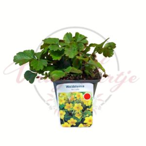 Indás pimpó Waldsteinia ternata talajtakaró évelő növény cserépben