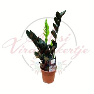 Fekete zamiopálma 'Raven' (Zamioculcas zamiifolia) sötét levelű szobanövény cserépben