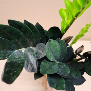 Zamioculcas zamiifolia 'Raven' fényes, sötét levelei közeli nézetben