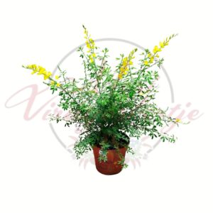 Dúsvirágú fekete zanót Cytisus sárga virágú díszcserje cserépben