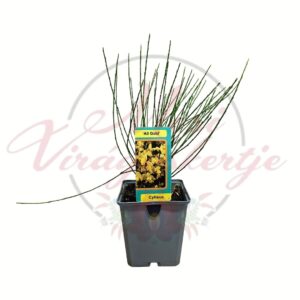 Seprűzanót Cytisus All Gold sárga virágú cserepes dísznövény