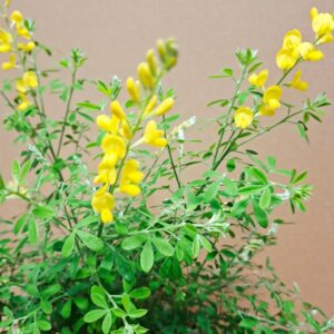 Dúsvirágú fekete zanót Cytisus sárga virágai közelről