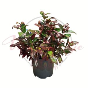 Örökzöld fürtös hanga Zeblid Leucothoe axillaris Zeblid cserepes díszcserje