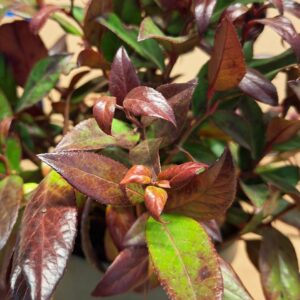 Örökzöld fürtös hanga Zeblid Leucothoe axillaris Zeblid bordós lomb közeli