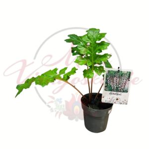 Medvetalp Acanthus mollis növény címkével közelről