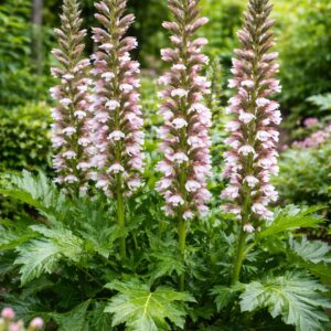 Virágzó medvetalp Acanthus mollis magas virágszárakkal kertben
