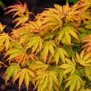 Japán juhar Katsura Acer palmatum lomb közelről narancsos zöld levelek