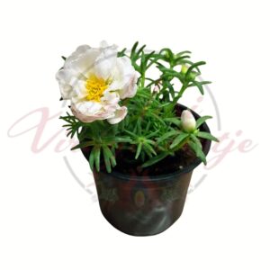 Álló porcsin fehér virágú Portulaca grandiflora cserepes növény