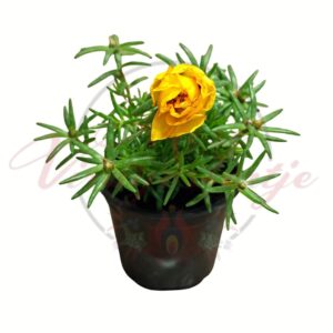 Álló porcsin sárga virágú Portulaca grandiflora cserepes növény