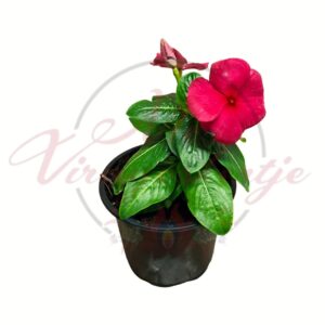 Egynyári vinka rózsaszín Catharanthus roseus cserepes virág