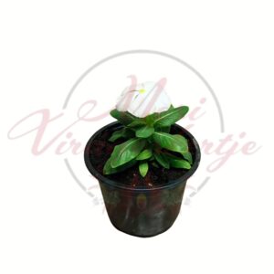 Egynyári vinka fehér Catharanthus roseus cserepes növény