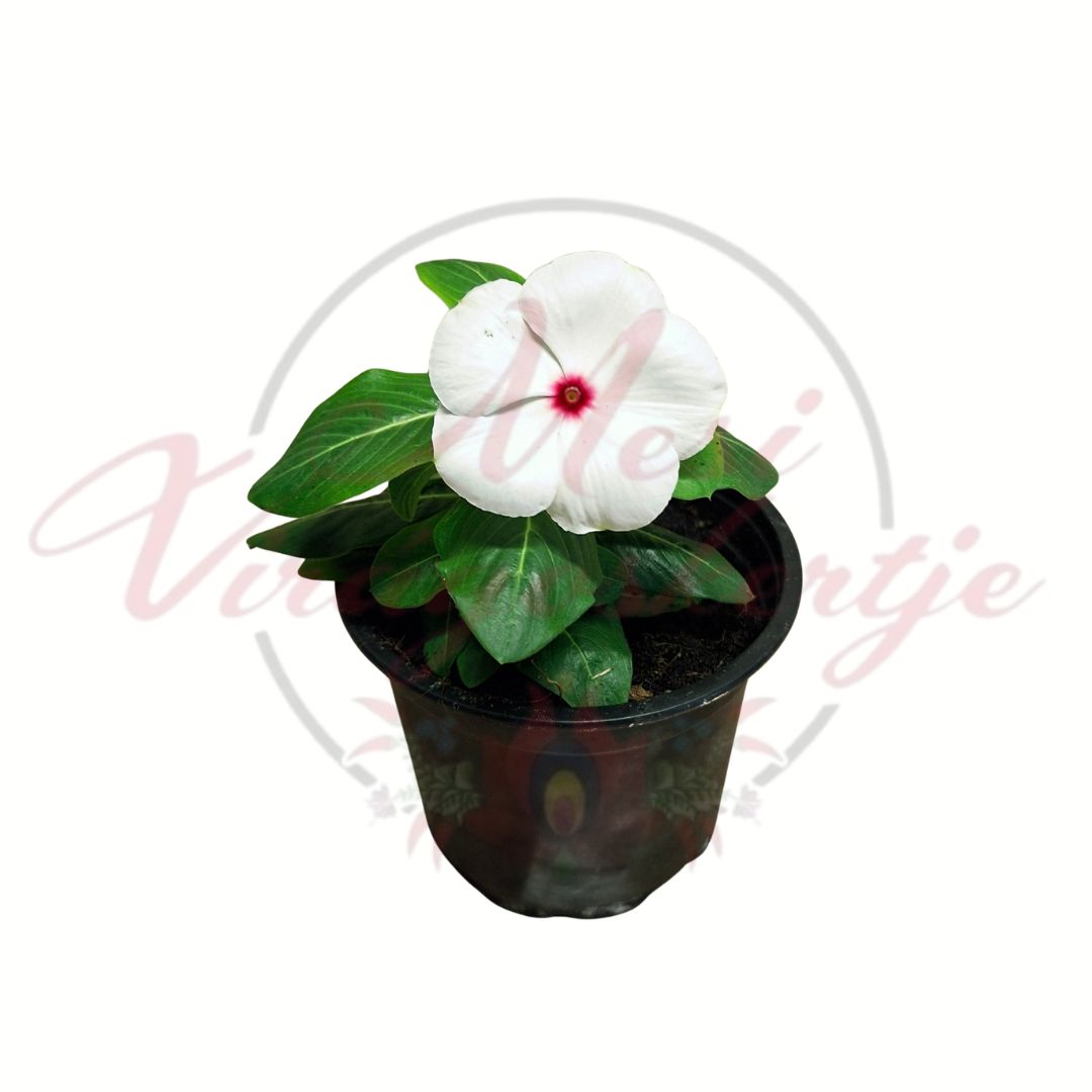 Egynyári vinka fehér rózsaszín középpel Catharanthus roseus