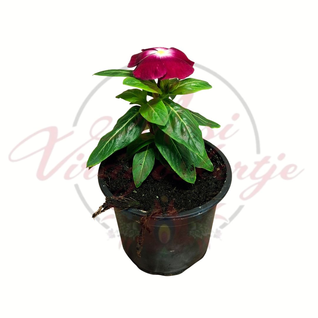 Egynyári vinka pink fehér középpel Catharanthus roseus