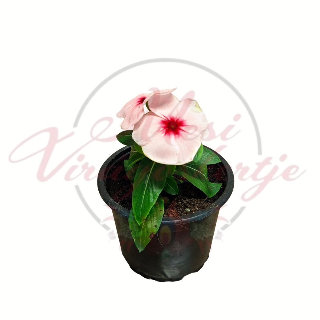 Egynyári vinka világos rózsaszín Catharanthus roseus