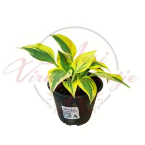 Árnyékliliom (Hosta ‘Autumn Frost’) sárga-zöld levelű dísznövény cserépben