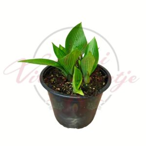 Árnyékliliom (Hosta ‘Devon Green’) sötétzöld levelű cserepes évelő növény