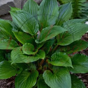 Árnyékliliom (Hosta ‘Devon Green’) sötétzöld levelű kifejlett évelő növény közelről