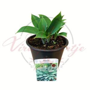 Árnyékliliom (Hosta ‘Halcyon’) kékeszöld levelű cserepes évelő növény