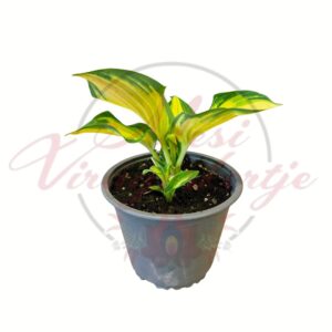 Árnyékliliom (Hosta ‘Happy Dayz’) sárga-zöld levelű cserepes évelő növény