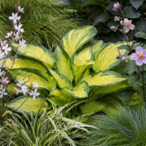 Árnyékliliom (Hosta ‘Happy Dayz’) növénytársakkal, légies kerti kompozíció közelről