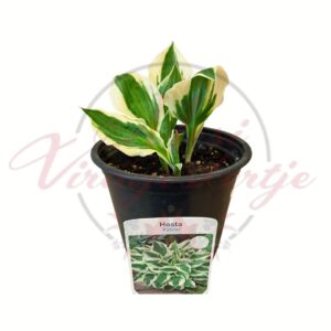 Árnyékliliom (Hosta ‘Patriot’) fehér szélű, zöld levelű cserepes évelő növény