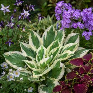 Árnyékliliom (Hosta ‘Patriot’) növénytársakkal, színes évelőkkel és dísznövényekkel