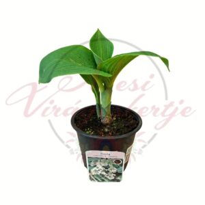 Árnyékliliom (Hosta sieboldiana ‘Elegans’) kékeszöld levelű cserepes évelő növény