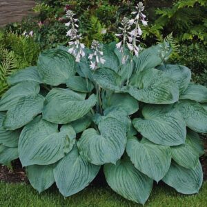 Árnyékliliom (Hosta sieboldiana ‘Elegans’) kifejlett növény nagy kékeszöld levelekkel és virágokkal