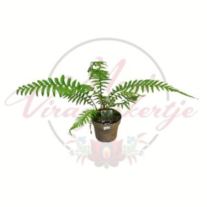 Ausztrál fa páfrány Dicksonia antarctica cserepes egzotikus páfrány növény