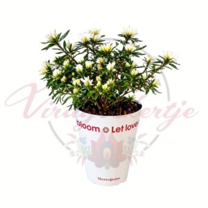 Szobai azálea fehér virágú Azalea indica cserepes növény