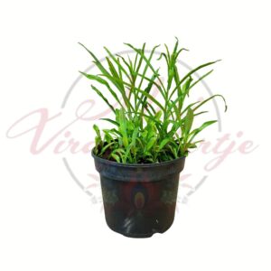 Baracklevelű harangvirág Campanula persicifolia Caerulea cserepes évelő