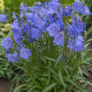 Baracklevelű harangvirág Campanula persicifolia Caerulea kék virágok közelről