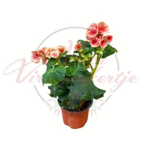 Begónia barack virágú cserepes dísznövény