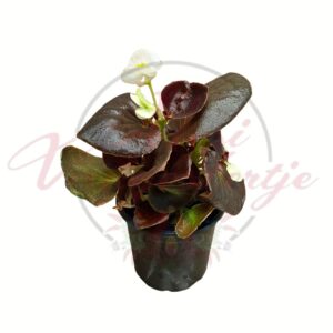 begónia, begonia semperflorens, színes begónia, balkon növény, virágzó növény, nyári virág, nem télálló növény