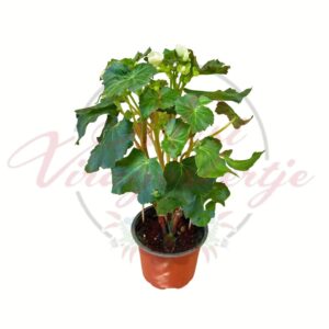 Begónia fehér virágú cserepes dísznövény