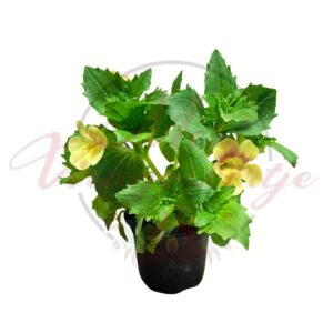 Bohócvirág Mimulus sárga virágú cserepes dísznövény