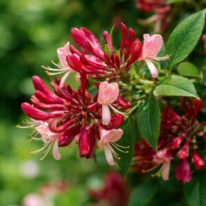 Illatos kerti lonc Lonicera bordó virág közeli részlet kúszónövény