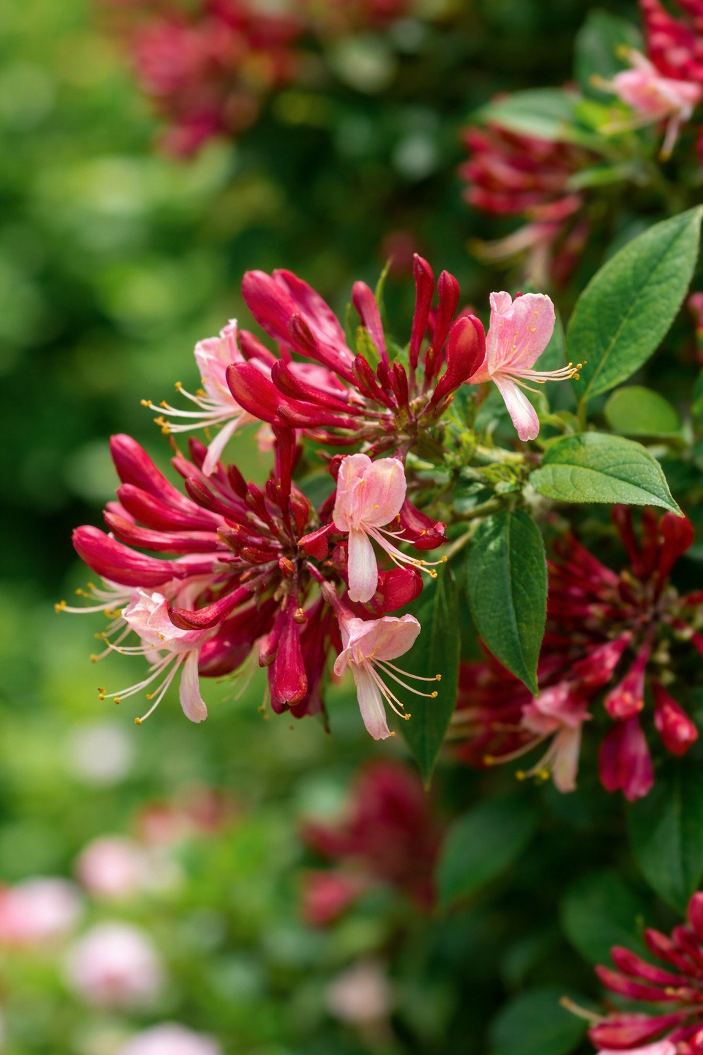 Illatos kerti lonc Lonicera bordó virág közeli részlet kúszónövény