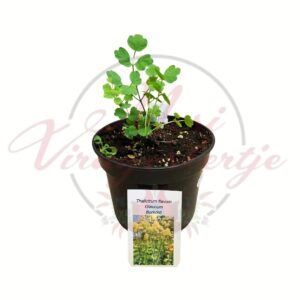 Borkóró Thalictrum flavum Glaucum cserepes évelő növény