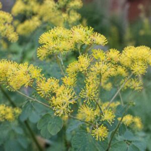 Borkóró Thalictrum flavum Glaucum sárga virágok közeli fotó