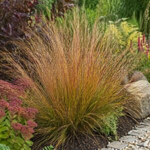 bronzos lombú új-zélandi szélfű kifejlett növény kertben Anemanthele lessoniana