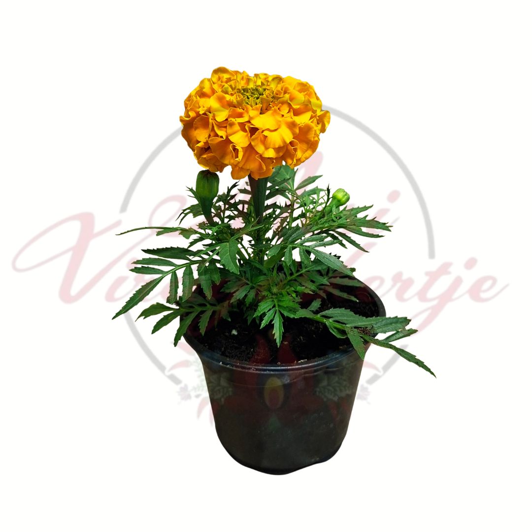 narancssárga telt virágú büdöske Tagetes patula cserepes dísznövény