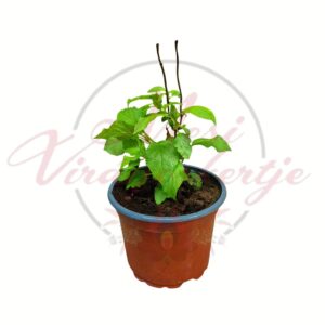 Bugás hortenzia Hydrangea arborescens Annabelle fehér virágokkal